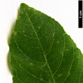 SpeciesSub: subsp. occidentalis
